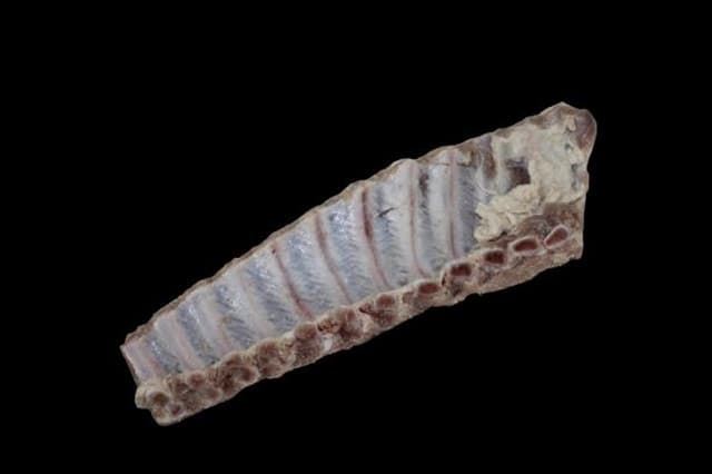 Costilla de cerdo salada - Imagen 2