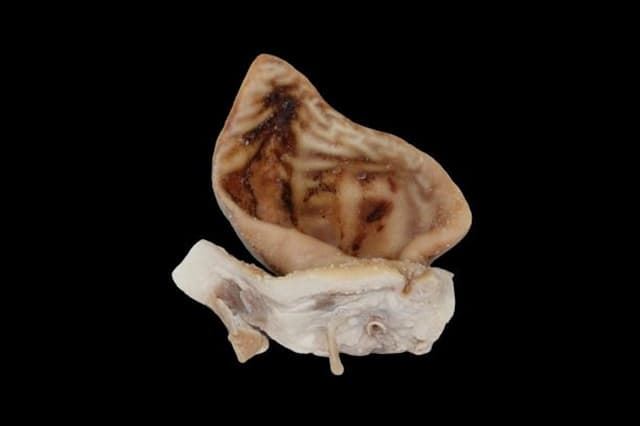 Oreja de cerdo salada - Imagen 1