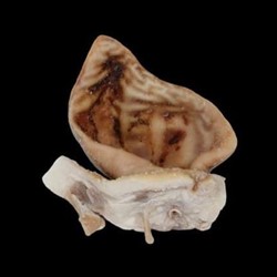 Oreja de cerdo salada - Imagen 1