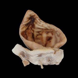 Oreja de cerdo salada - Imagen 1