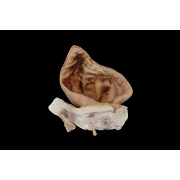 Oreja de cerdo salada - Imagen 1