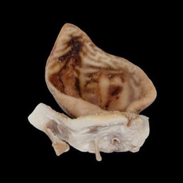 Oreja de cerdo salada - Imagen 1
