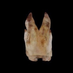 Patas de cerdo saladas - Imagen 1