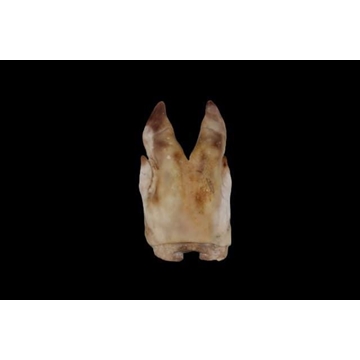 Patas de cerdo saladas - Imagen 1