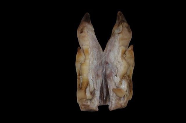 Patas de cerdo saladas - Imagen 2