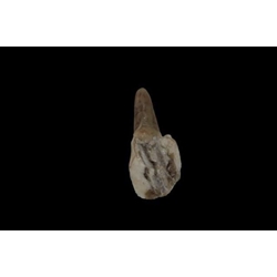 Rabo de cerdo salado - Imagen 1