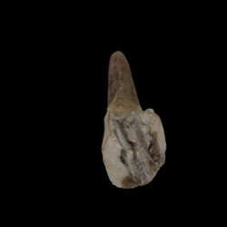 Rabo de cerdo salado - Imagen 1