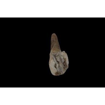 Rabo de cerdo salado - Imagen 1