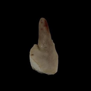 Rabo de cerdo salado - Imagen 2